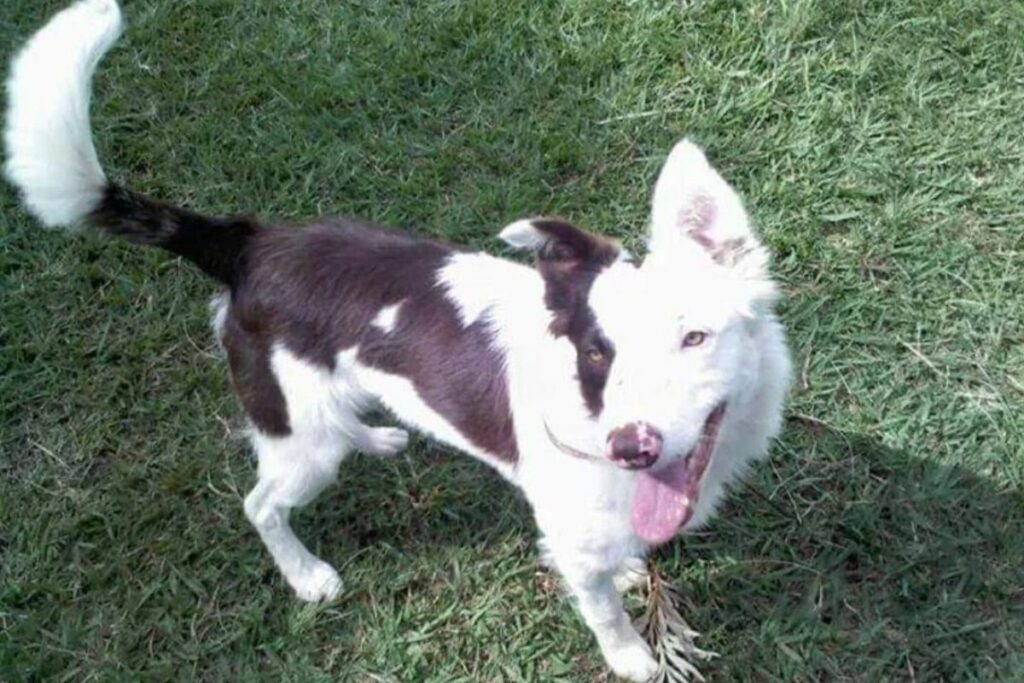 Raças de Cães Mais Inteligentes: Border Collie.