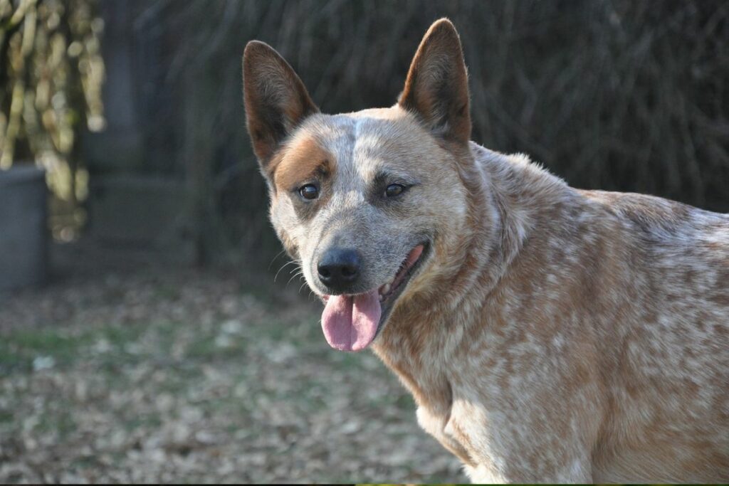 Cão de Gado Australiano.