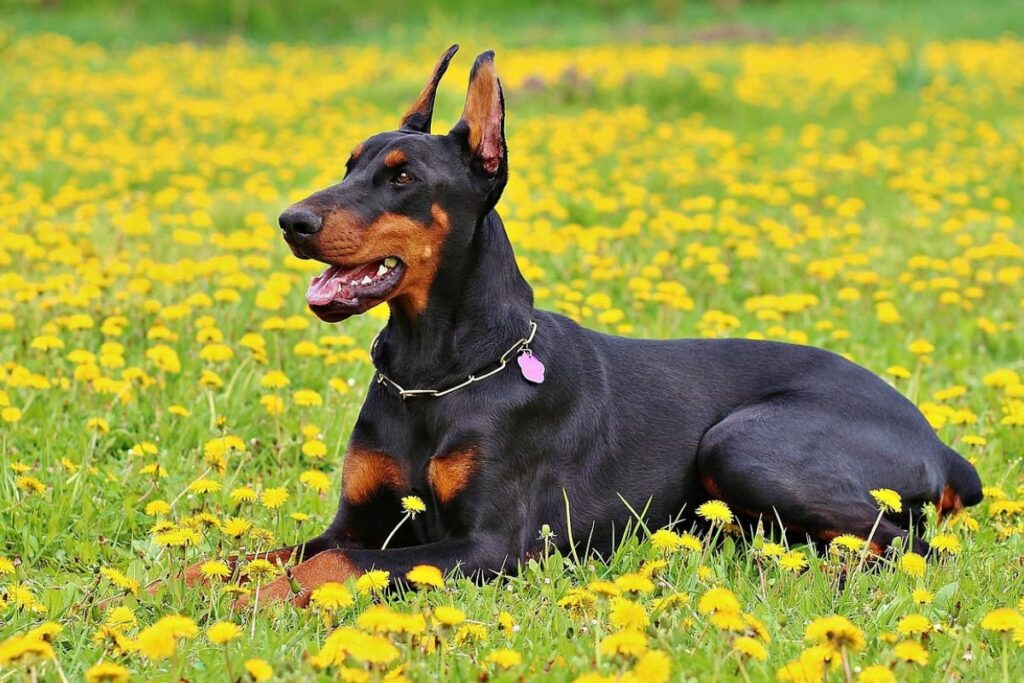 Doberman Pinscher.