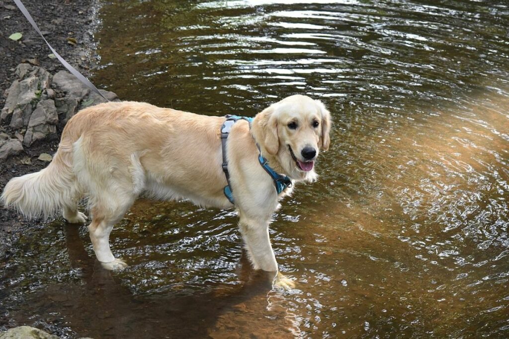 Raças de Cães Mais Inteligentes: Golden Retriever.