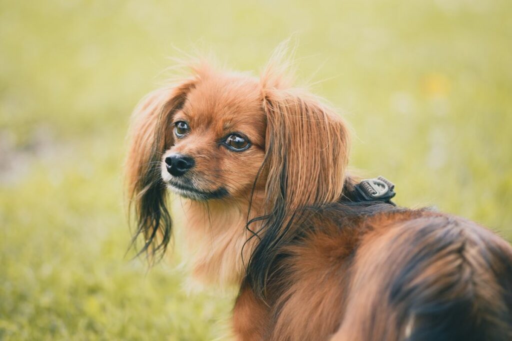 Raças de Cães Mais Inteligentes: Papillon.