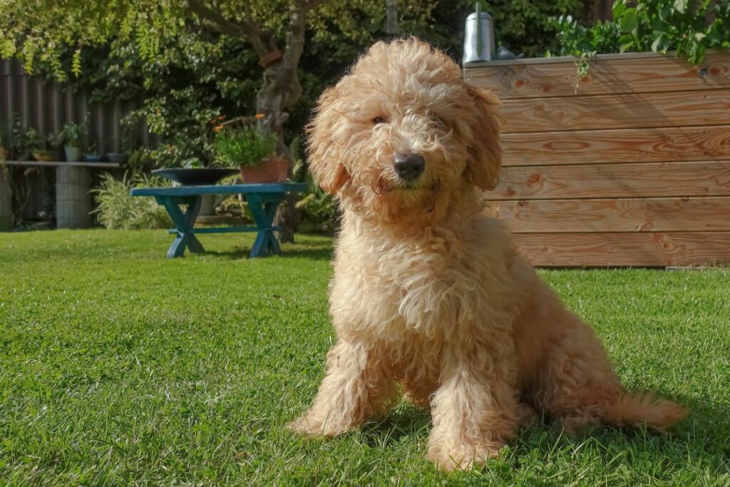 Raças de Cães Mais Inteligentes: Poodle.