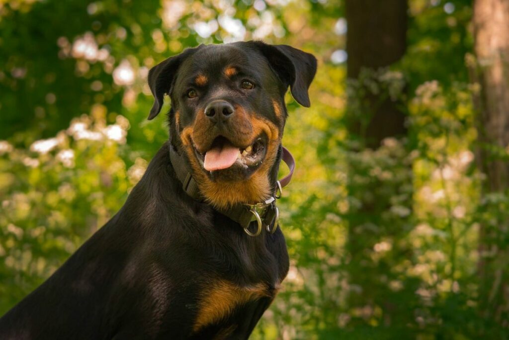  Rottweiler.