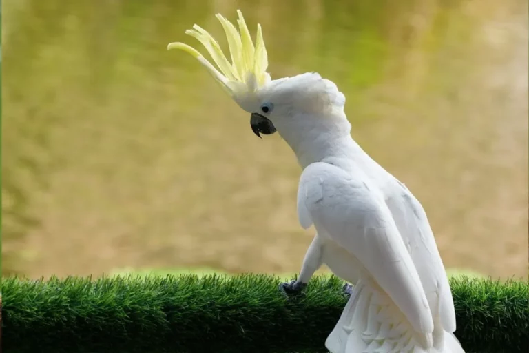 Cacatua: beleza, inteligência e companheirismo