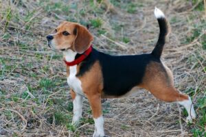 Beagle