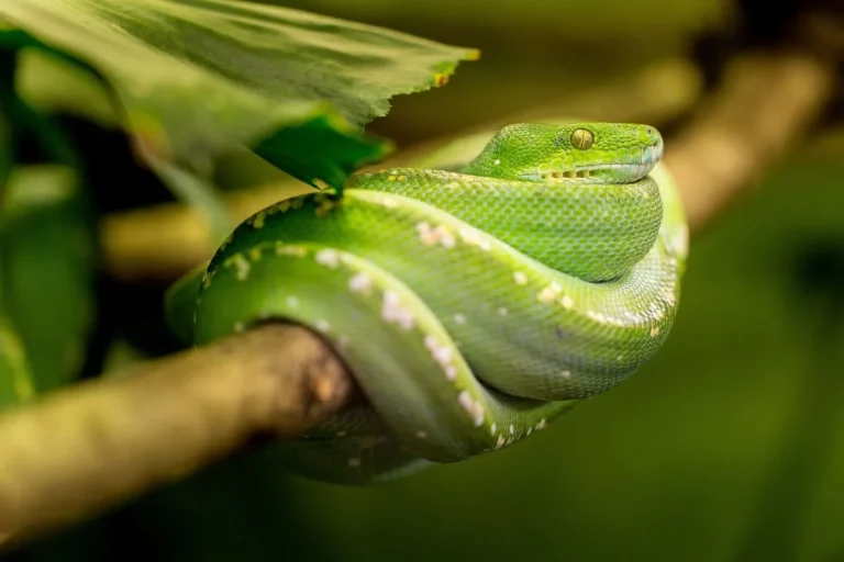 Cobra verde cipó