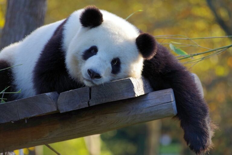 Panda: Descubra Mais Sobre Esse Encantador Animal