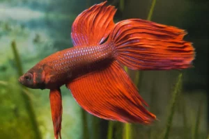 Peixe Betta: características e dicas para tê-lo em casa