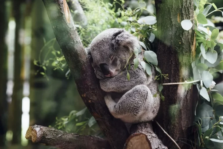 Coala O animal que dorme mais do que você imagina