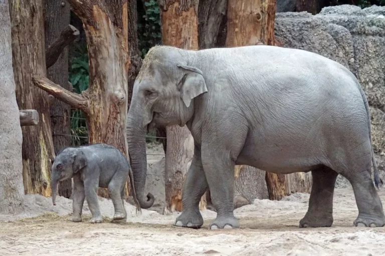 Elefante Asiático: Curiosidades sobre o gigante gentil