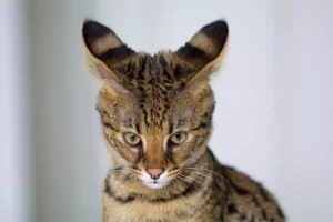 Gato da Savana: conheça esse fascinante felino exótico