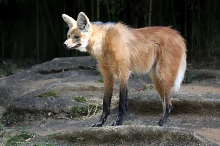 Lobo-Guará: O guardião das savanas brasileiras