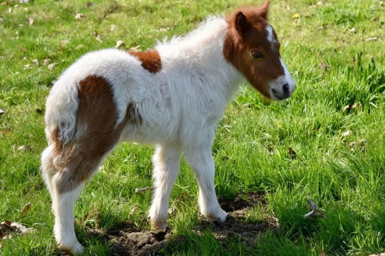 Mini Pôneis: conheça as maravilhas desse pequeno e lindo animal