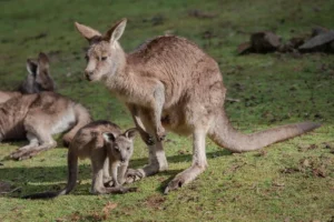 Canguru: Conheça o símbolo saltitante da Austrália