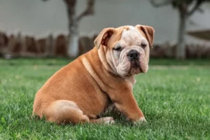 Bulldog Inglês: Um amigo com cara de bravura e coração mole