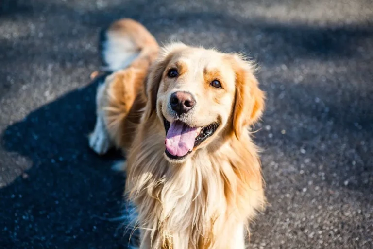 Golden Retriever: O amigo de ouro que todo mundo quer ter