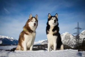 Husky Siberiano: Beleza, Energia e Lealdade