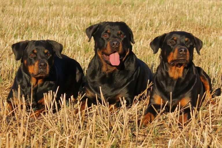 Rottweiler: Um coração de Leão num corpo de Hércules