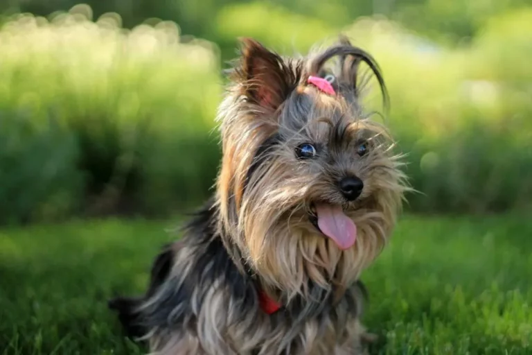 Yorkshire Terrier: Pequeno no tamanho, gigante na fofura