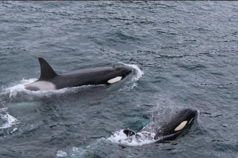 Baleia e Golfinhos: gigantes e brincalhões dos mares