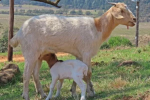 Cabras e Cabritos: companheirismo e sabedoria da natureza