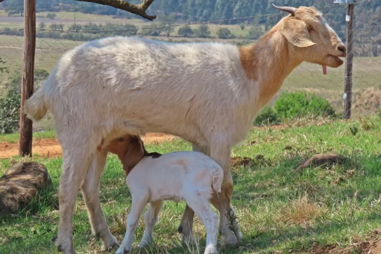 Cabras e Cabritos: companheirismo e sabedoria da natureza