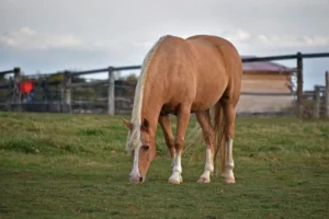 Cavalo Palomino: um sonho dourado em quatro patas