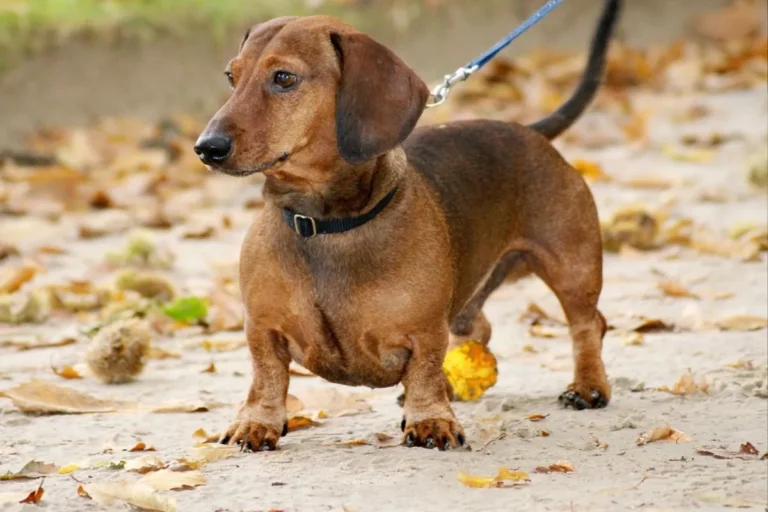 Dachshund: O cão salsicha que encanta nossos corações