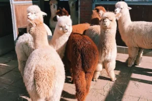 Lhamas e Alpacas: conheça as semelhanças e diferenças