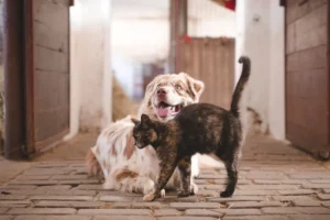 Cachorro e Gato juntos: dicas para uma boa convivência