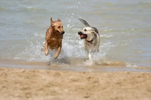 Calor extremo: conheça as dicas para refrescar seu pet