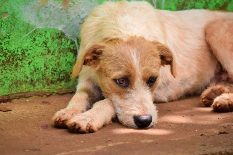 Cão de rua: Dicas para adotar e cuidar com amor