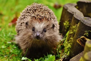 Porco-Espinho: um bichinho fascinante com suas espinhas afiadas