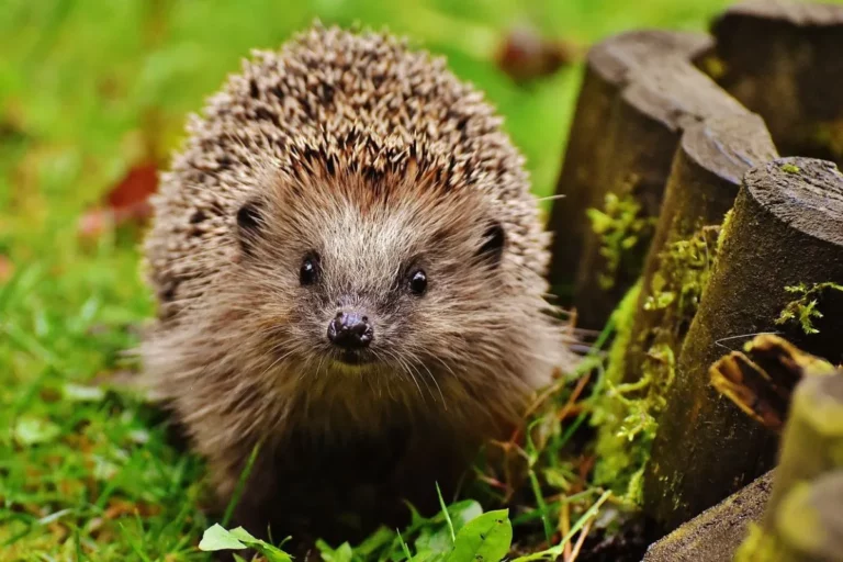 Porco-Espinho: um bichinho fascinante com suas espinhas afiadas